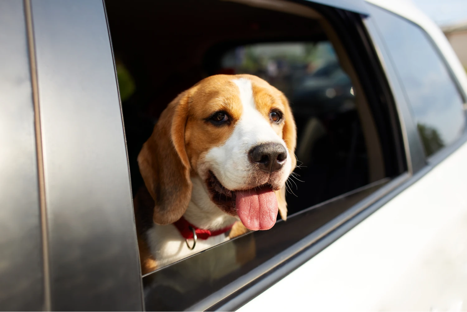 Toyota Camry Dog Car Seat for Beagles