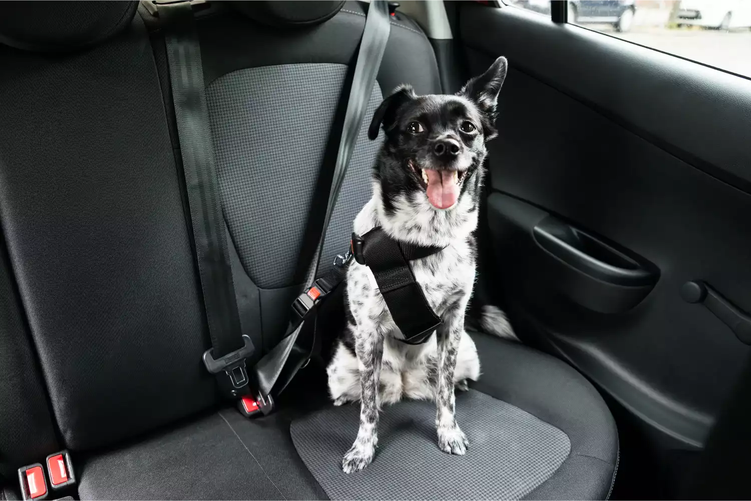 Bull Terriers  Dog Safety Belt for Kia Sportage