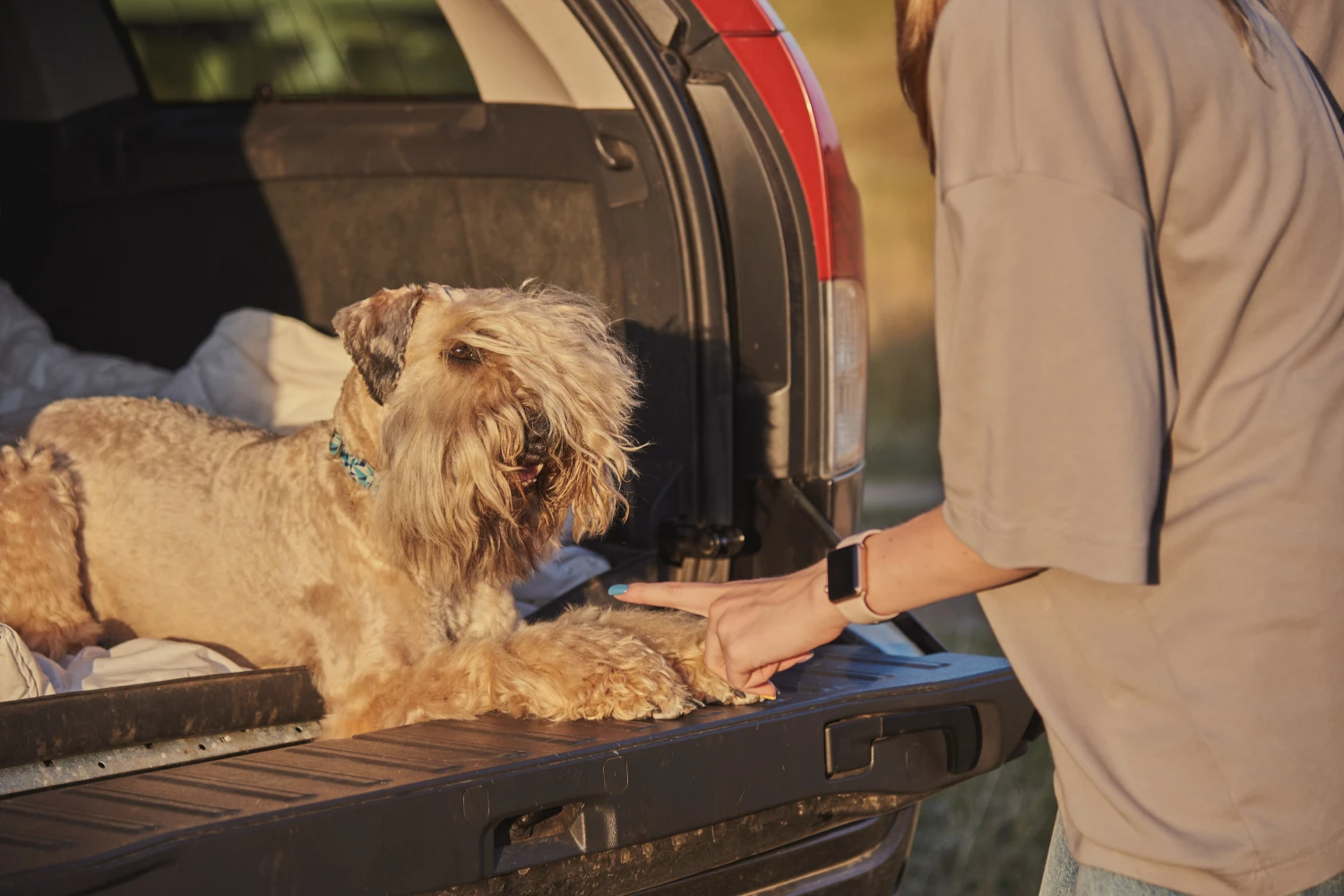 Hyundai Tucson Dog Car Seat for Soft Coated Wheaten Terriers