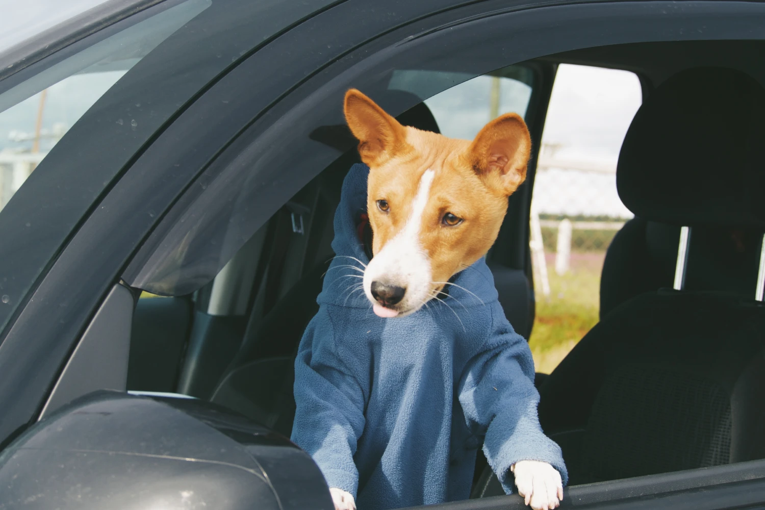 Chevrolet Malibu Dog Safety Belt for Basenjis